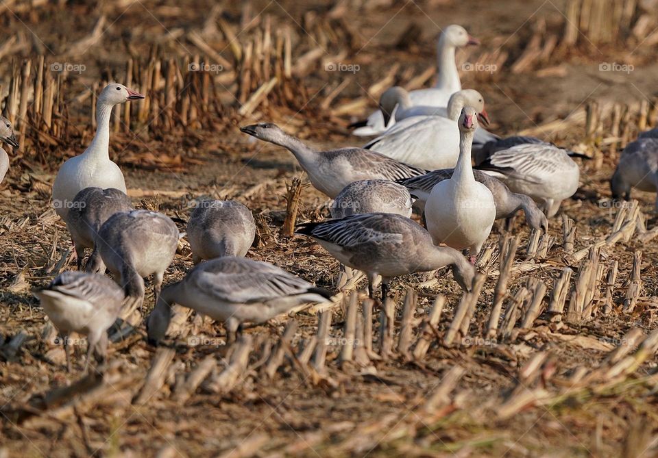 Snow Geese eating corn