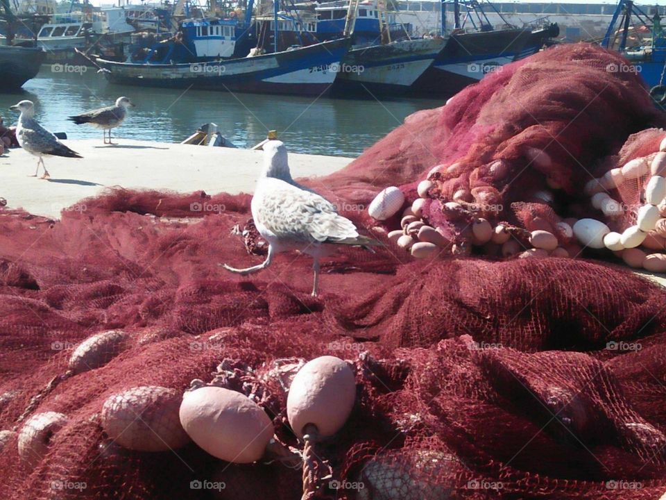 One seagull on nits.