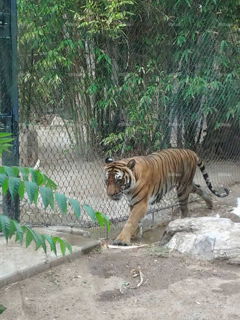 tiger