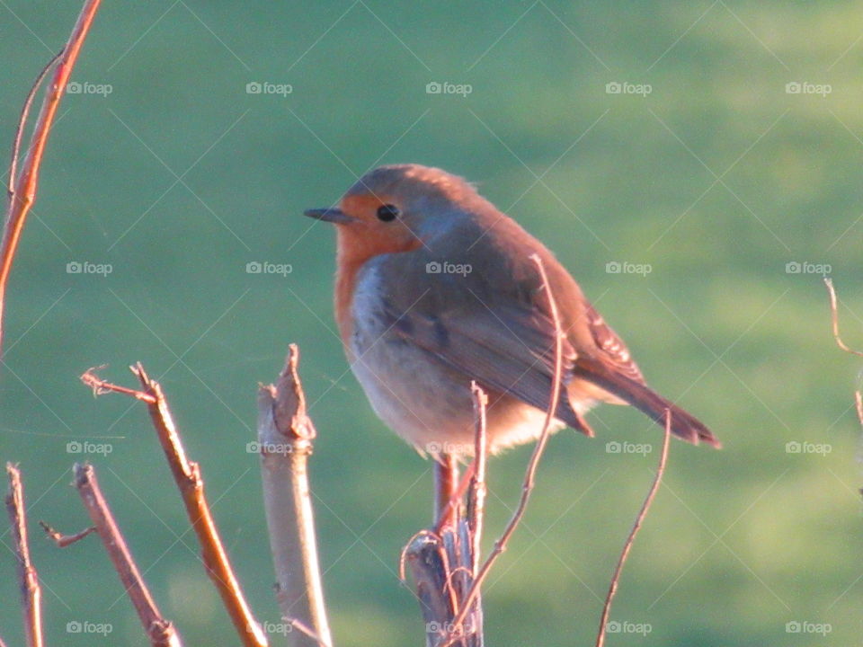 Robin perched on a branch