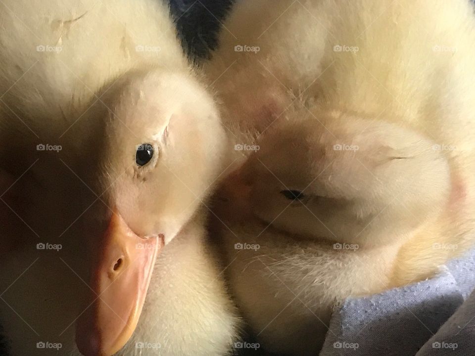 Sweet Ducks