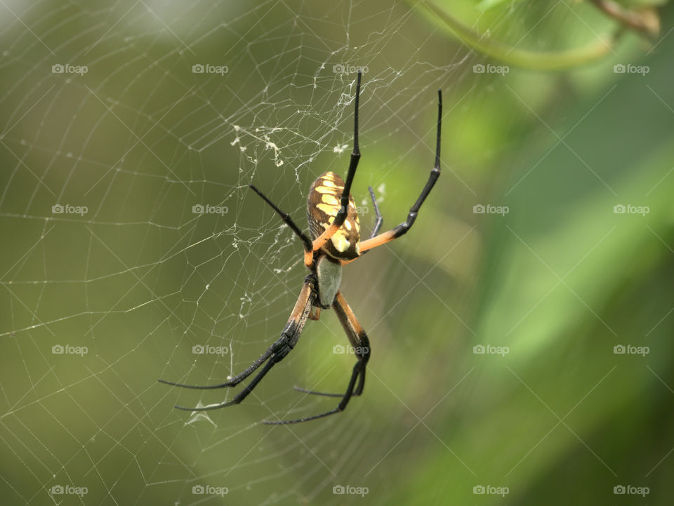 Yellow Garden Spider Resting on Her Web
