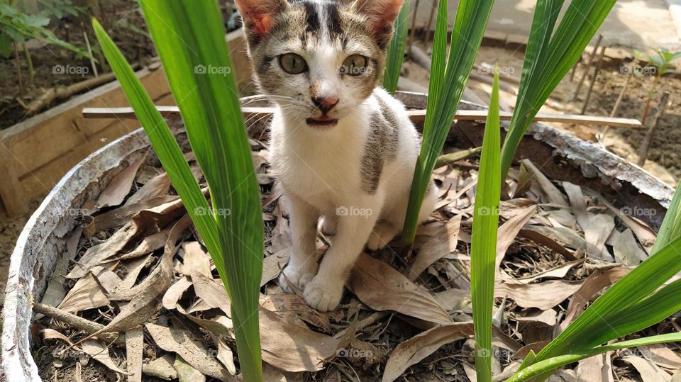 close view of an adorable cat in the garden