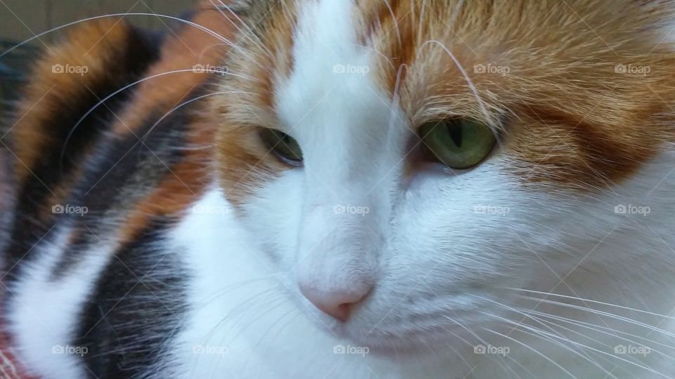 Extreme close-up of cat