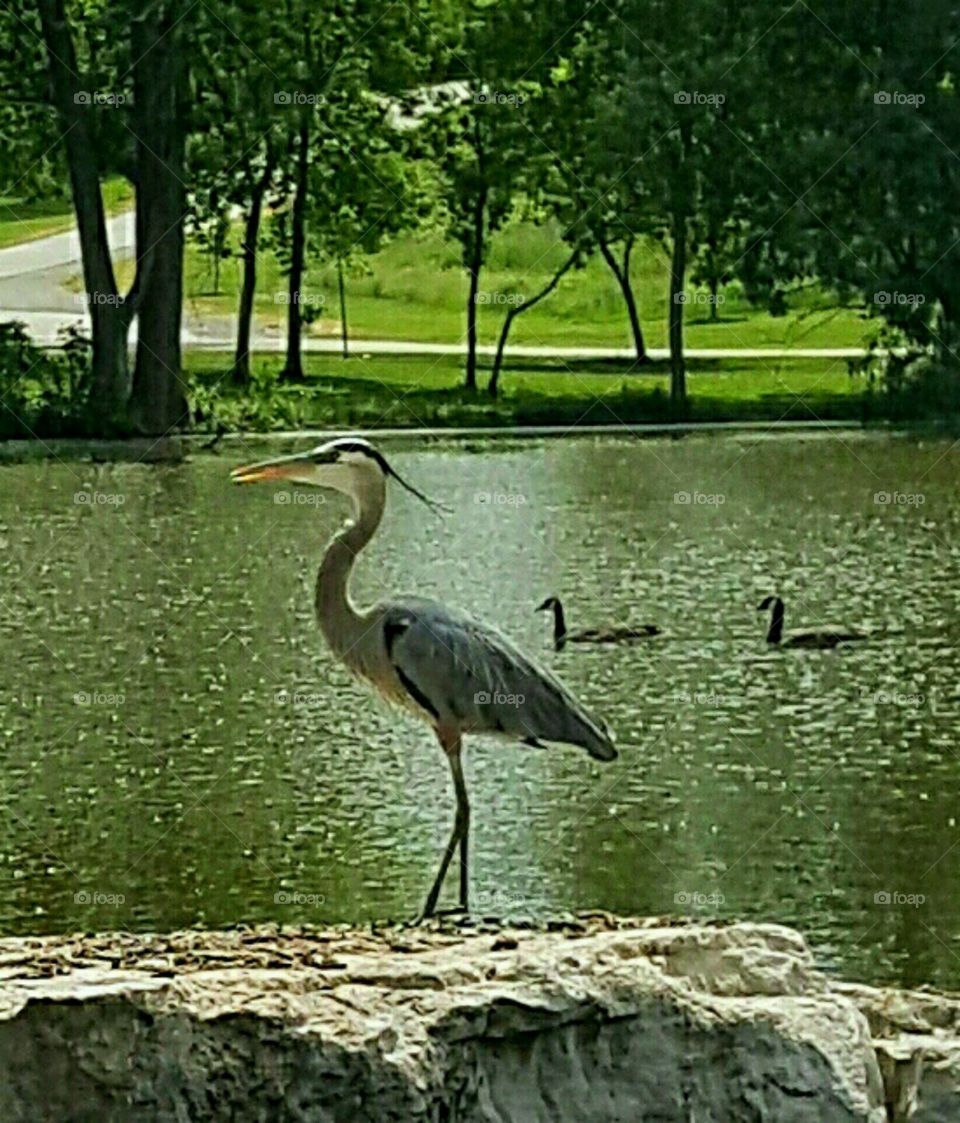 large crane bird at the park