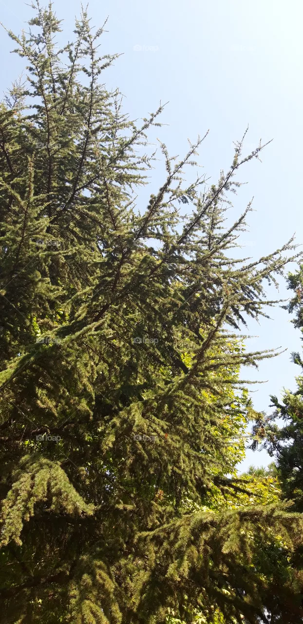 tree