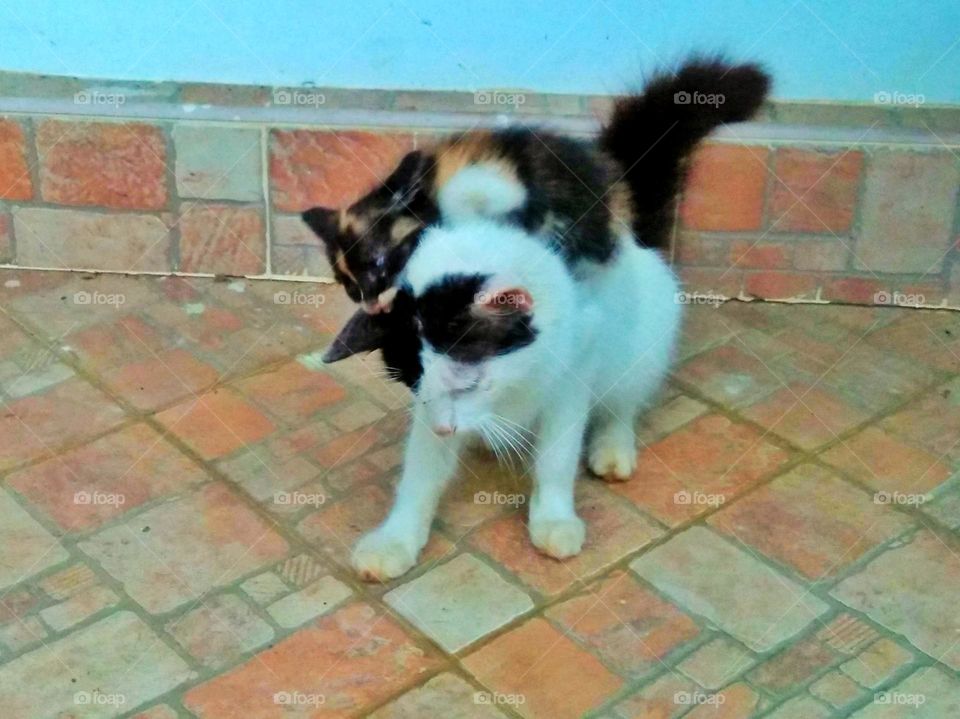 Cats playing mom and daughter