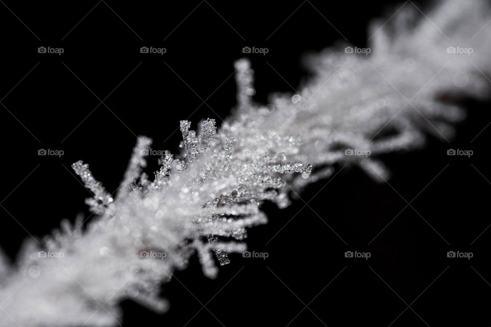 Close-up of an extremely unfrozen thin tree branch