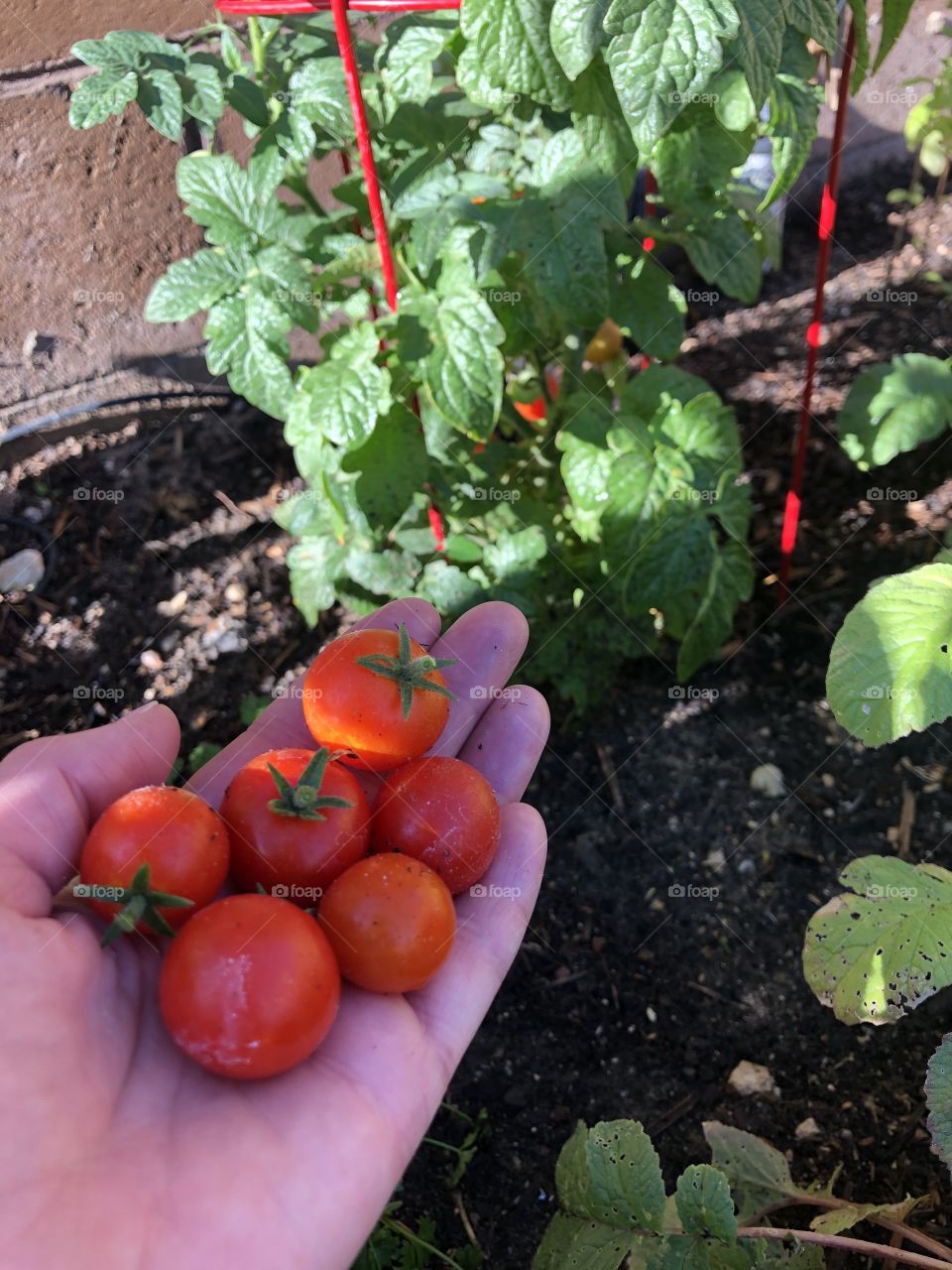 Snacking cherry tomatoes