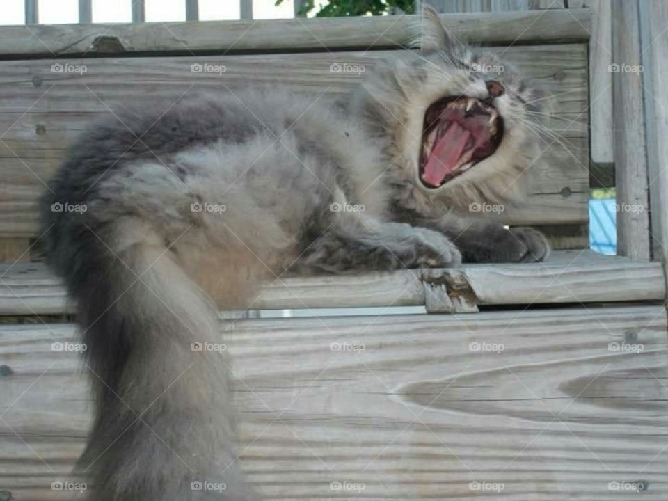 Sassafras was not a happy kitty when I took her picture.