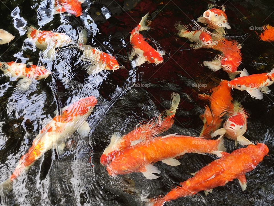 Fancy​ carp​ koi fish​
