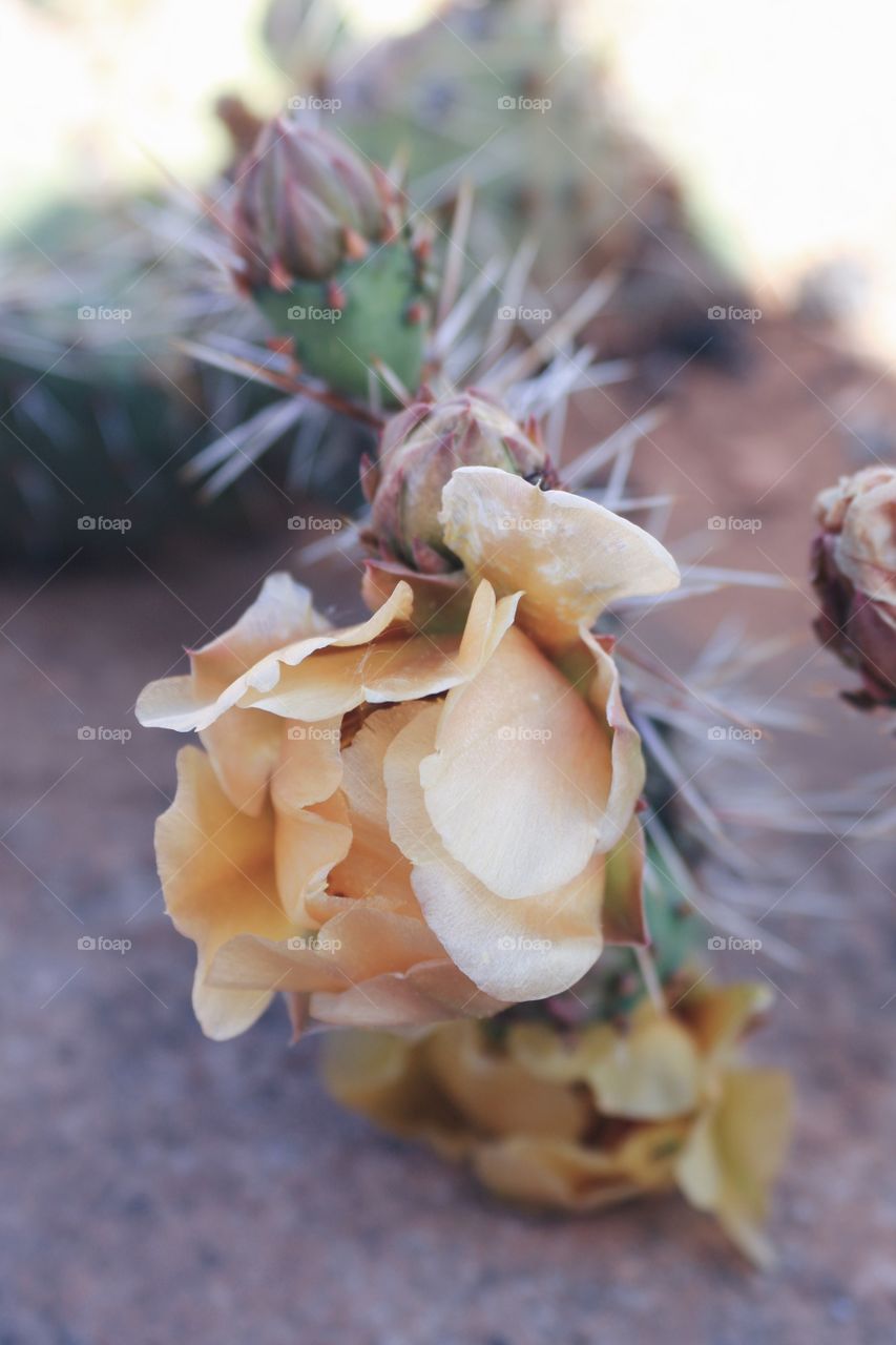 Waxy cactus rose 