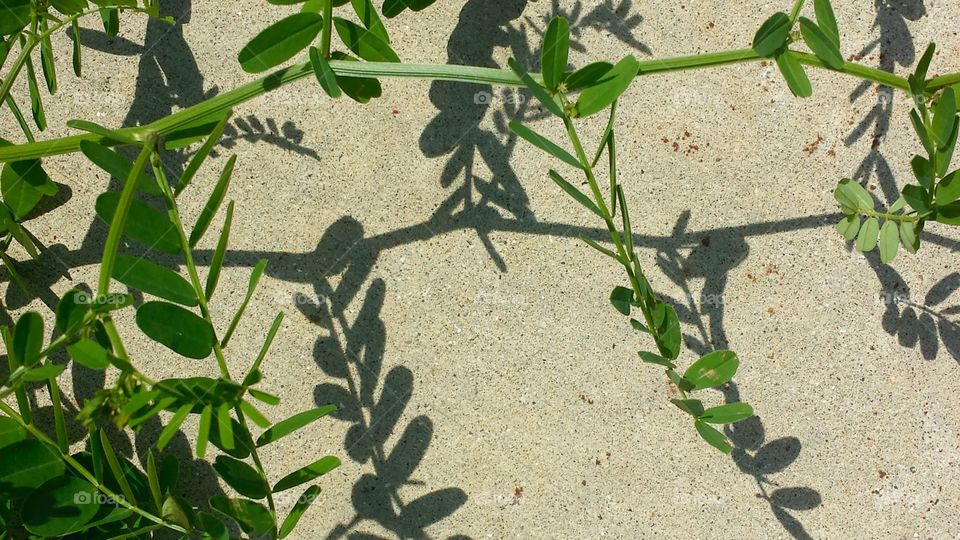 Nature. Plant Reflections