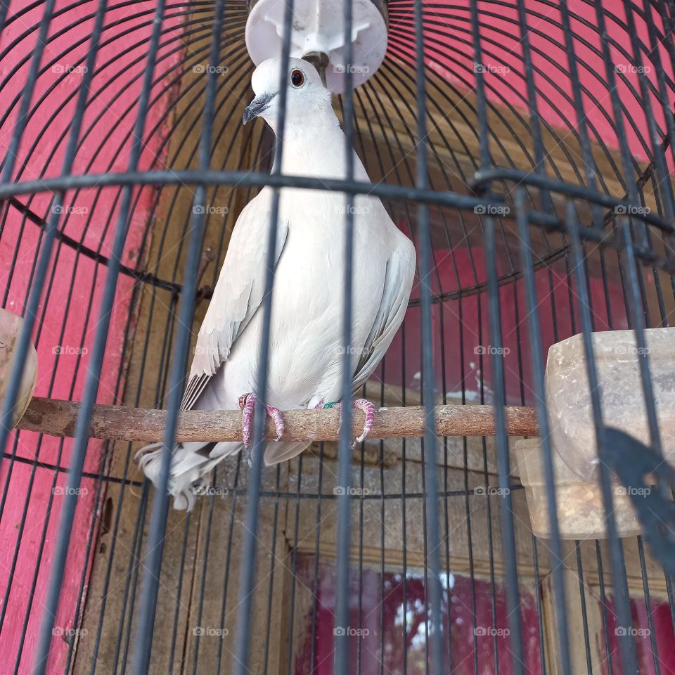 Beautiful bar bar doves are in brackets