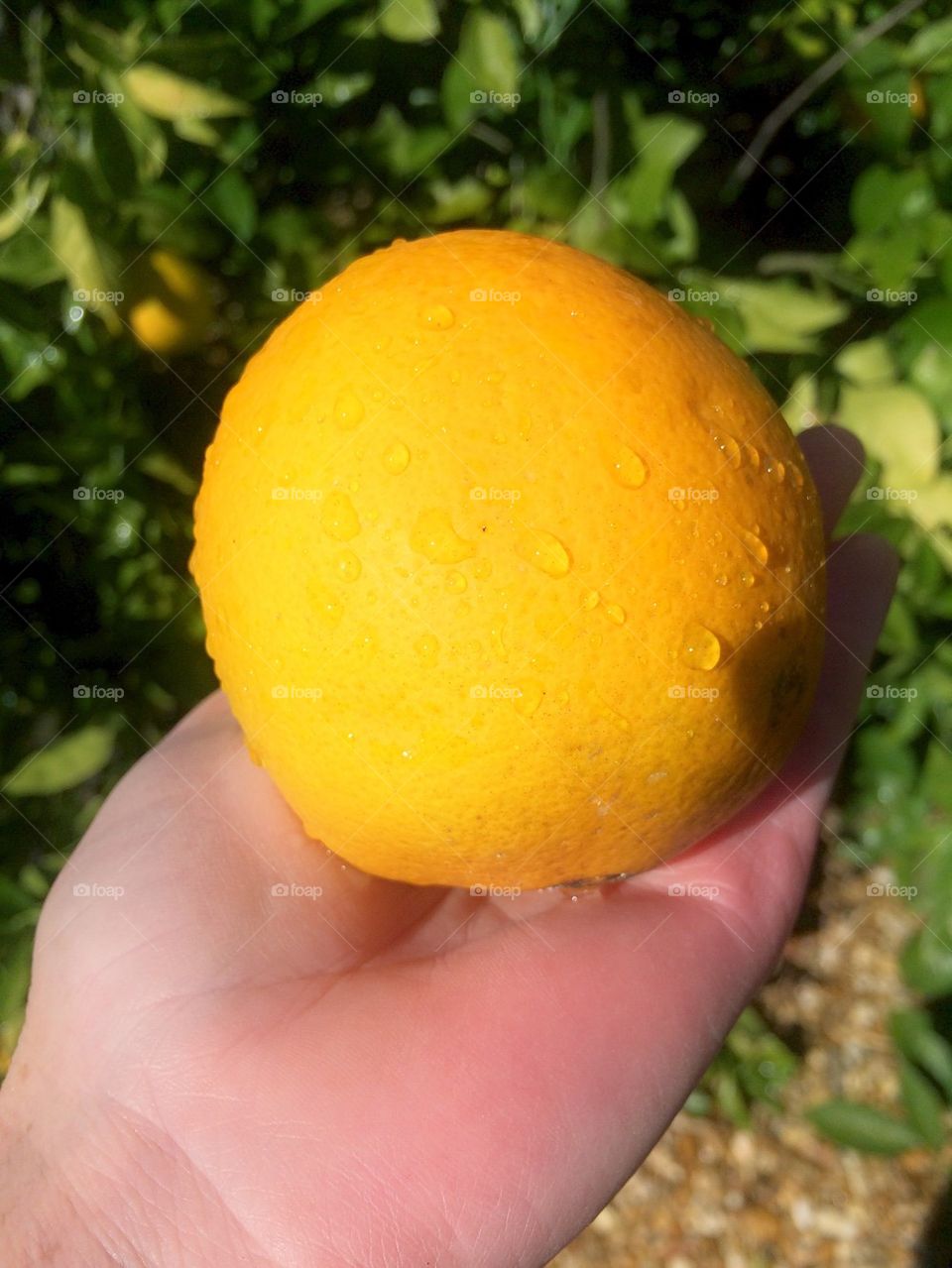 Citrus in hand 