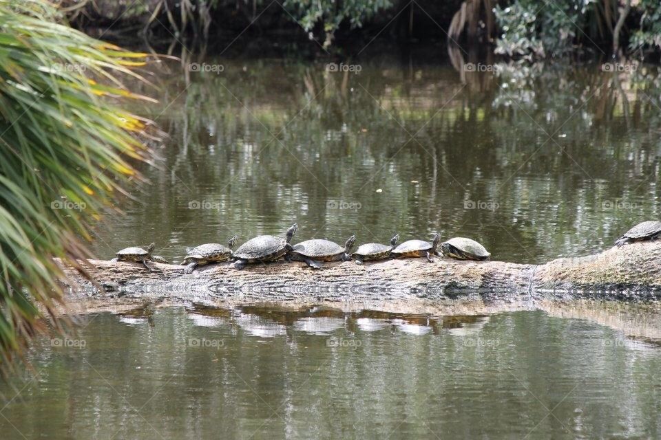 Turtles on a log