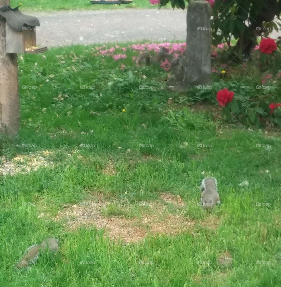 squirrel. three squirrels