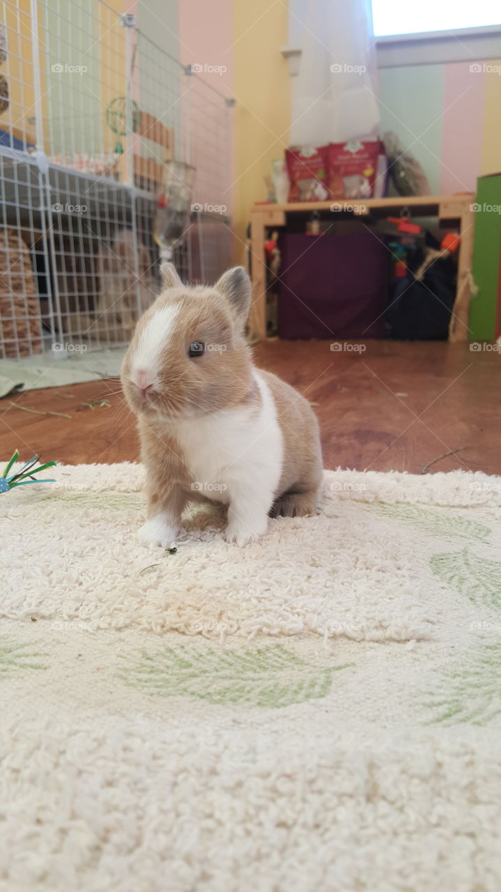 Chip, 2 week birthday!