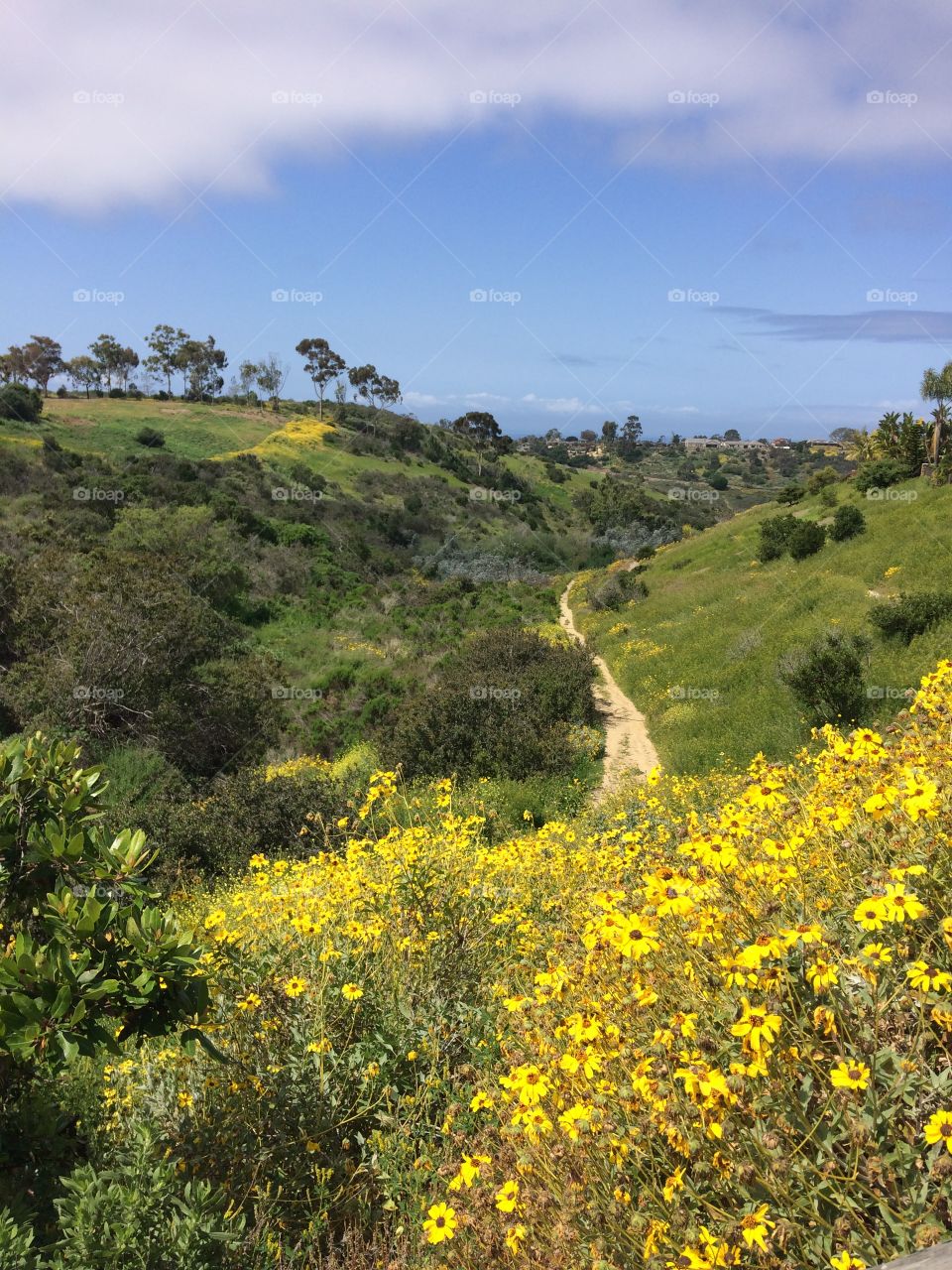 Encinitas super bloom 