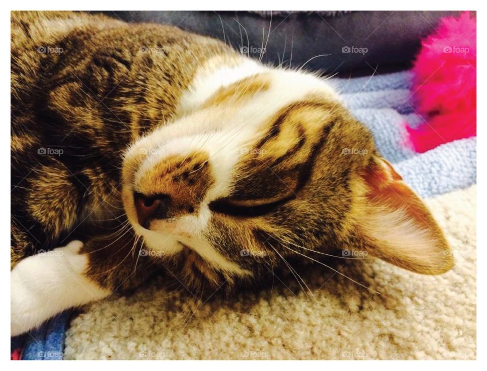 Sleepy kitty