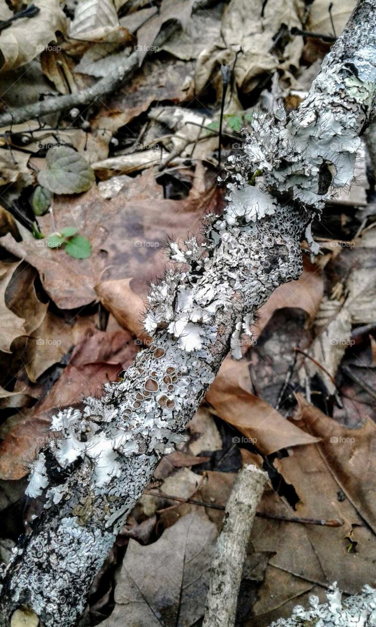 Lichen