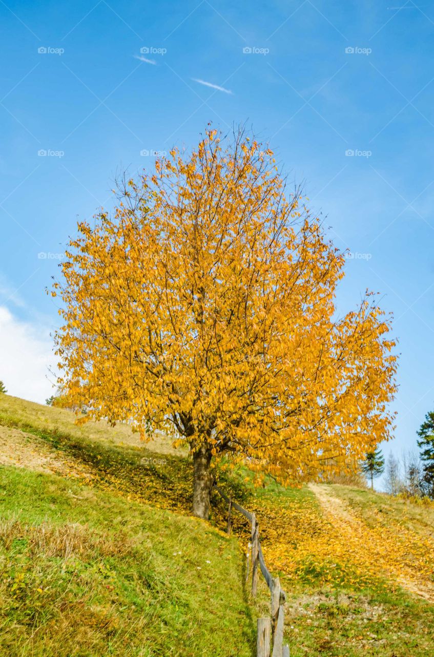 Alone tree in the Carpathian mountains