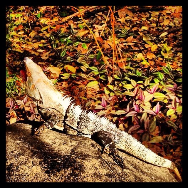 Iguana days