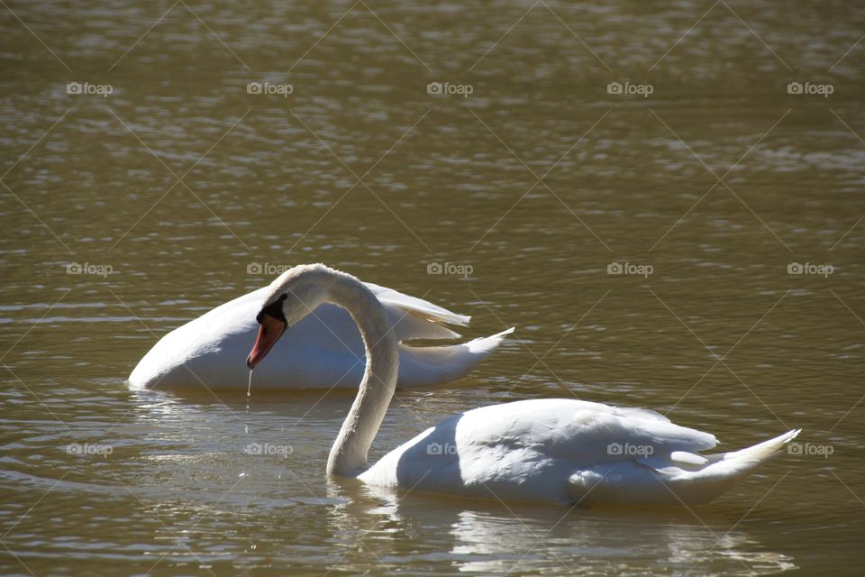 swans on the lake