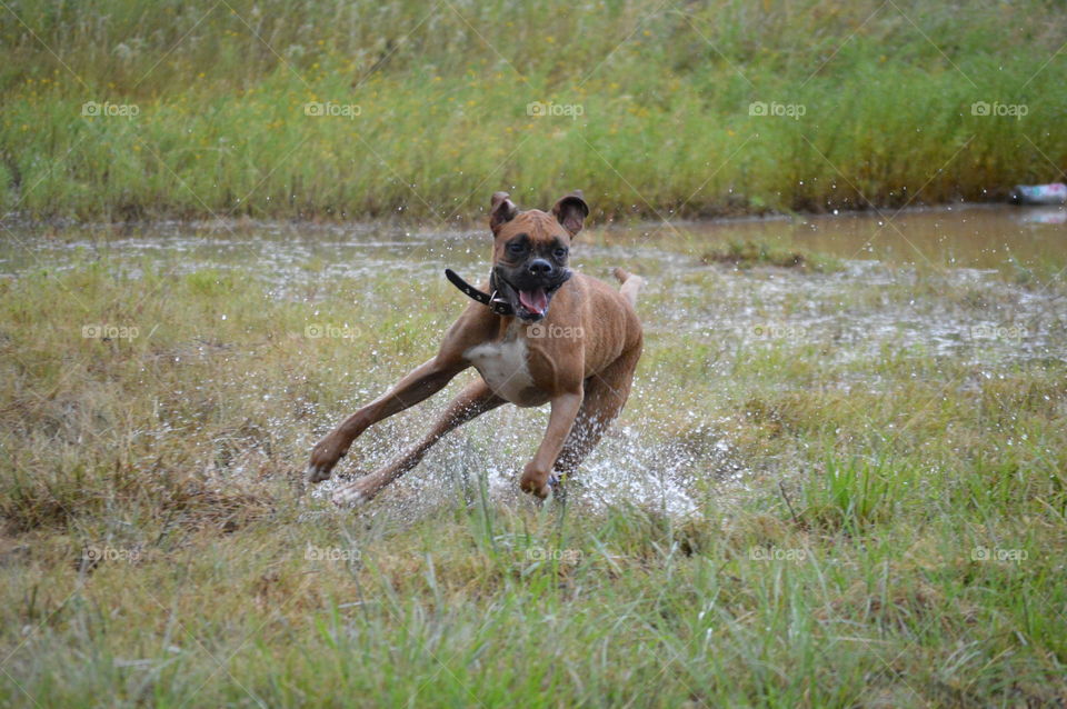 fawn boxer running