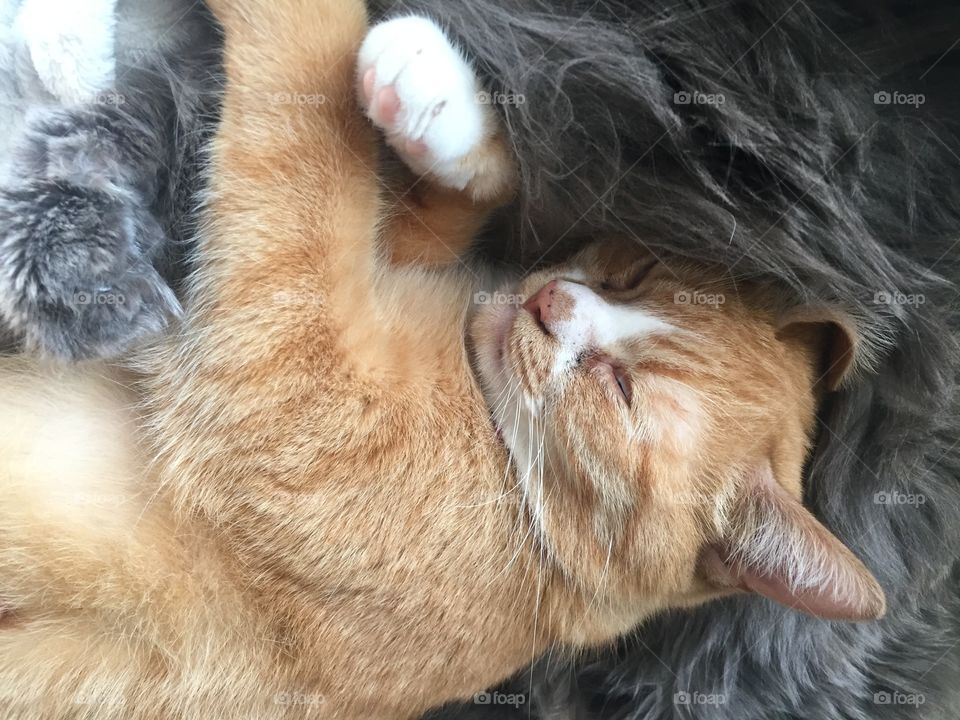 Two sleepy cats