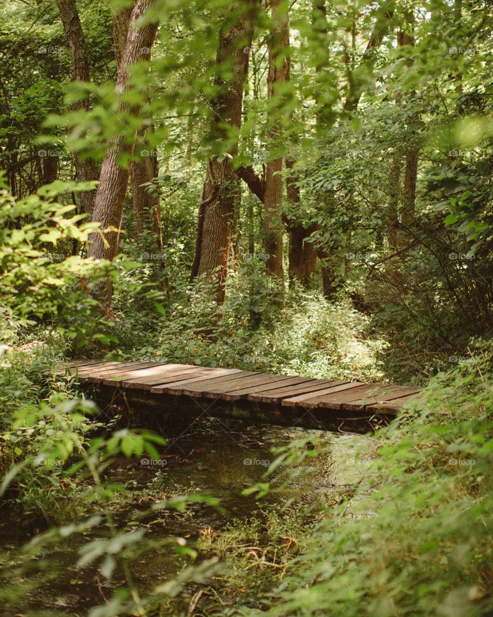 Wood, Nature, Tree, Leaf, No Person