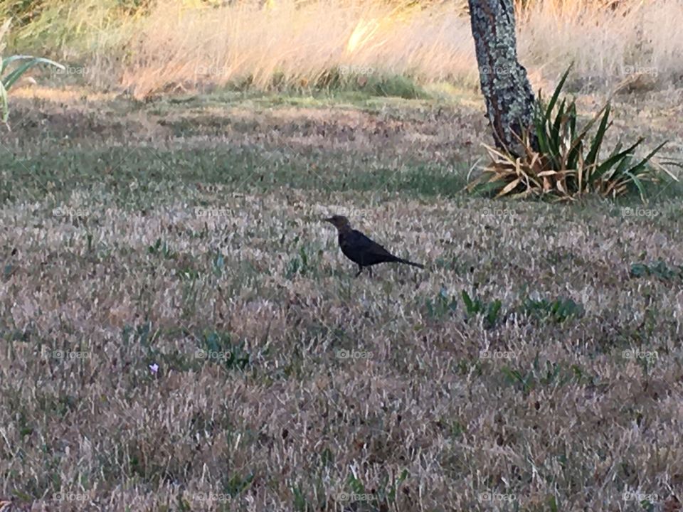 Young blackbird in the grass