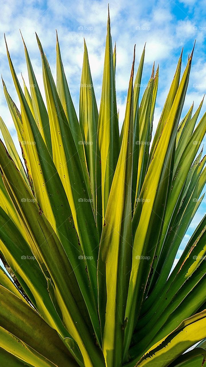 From the ground up: Agave is an important plant in the world, as it has versatility in medicine and in the food industry.