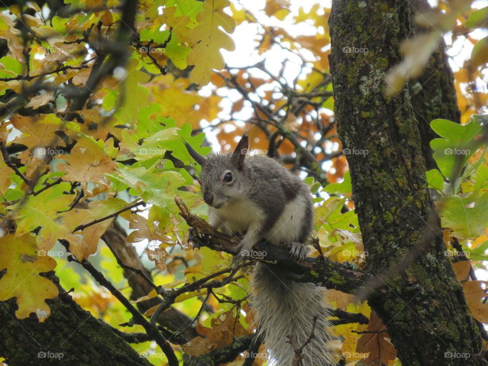 View of cute squirrel on tree