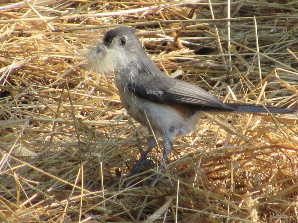 Tufted Titmouse gathering shed cat hair on the ground for nesting materials