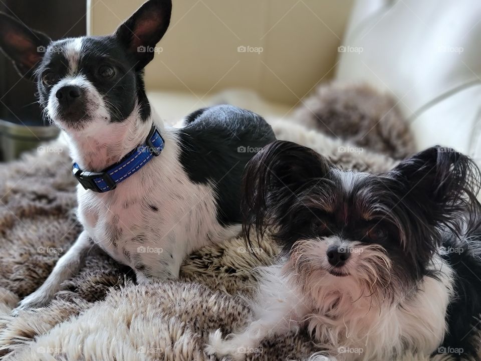 Jack and Olive, Rescue Pups