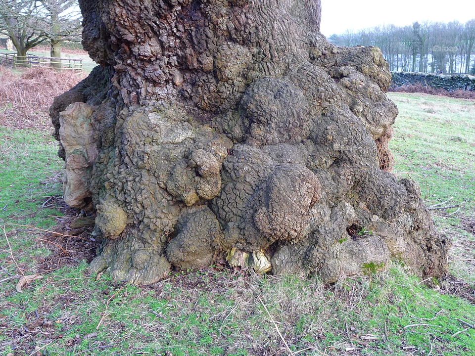 Tree, Nature, Trunk, Park, Outdoors