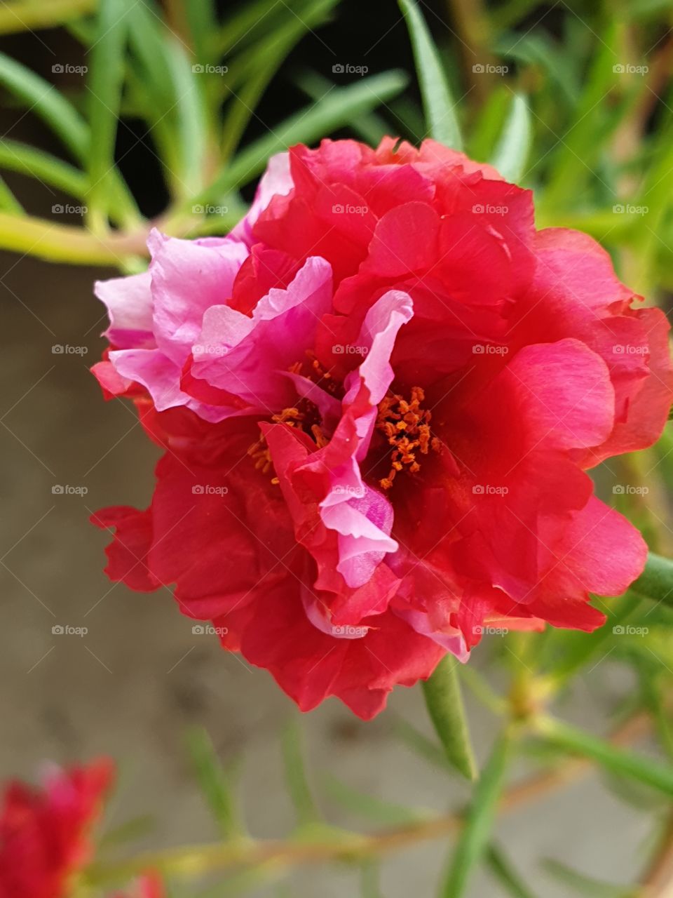 the portulaca grandiflora