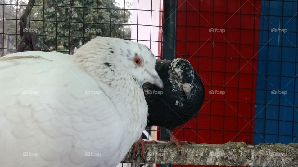 Bird, Animal, No Person, Domestic, Poultry