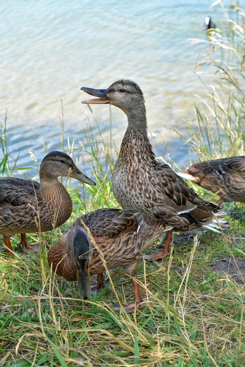 ducks family on a lake shore summer time