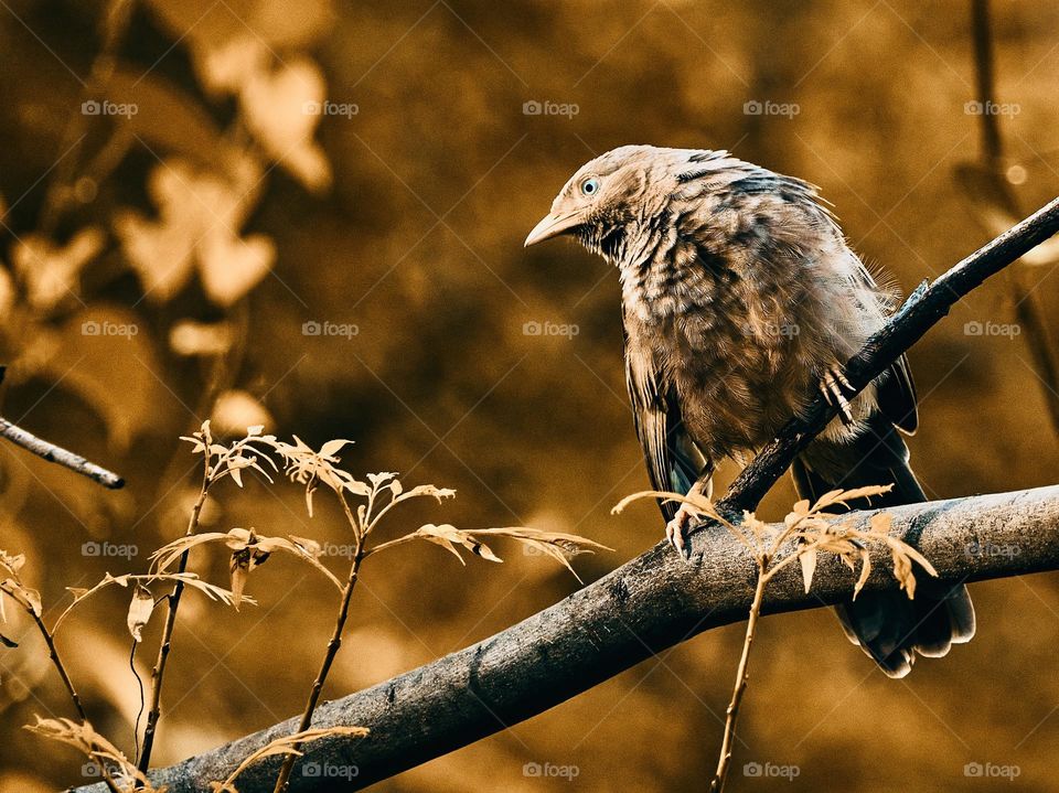 Monochromatic - Fall season begin- Babbler sad to see 