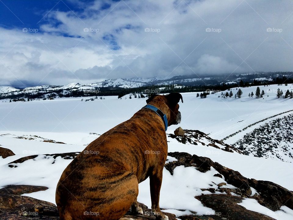 Thor in the Sierras!