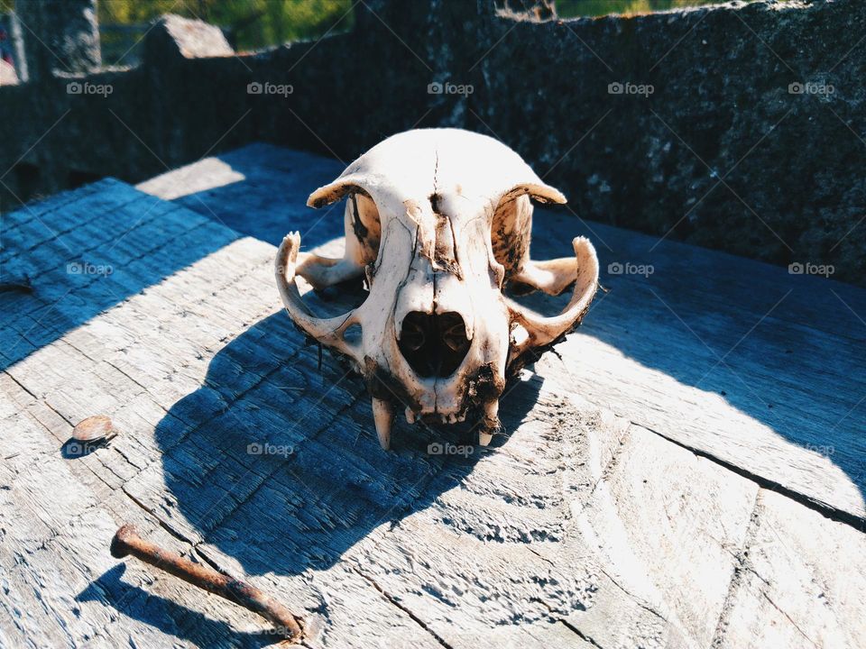 animal skull