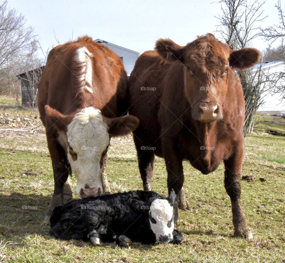 Am I really the father? cow, bull, and newborn calf in a field 