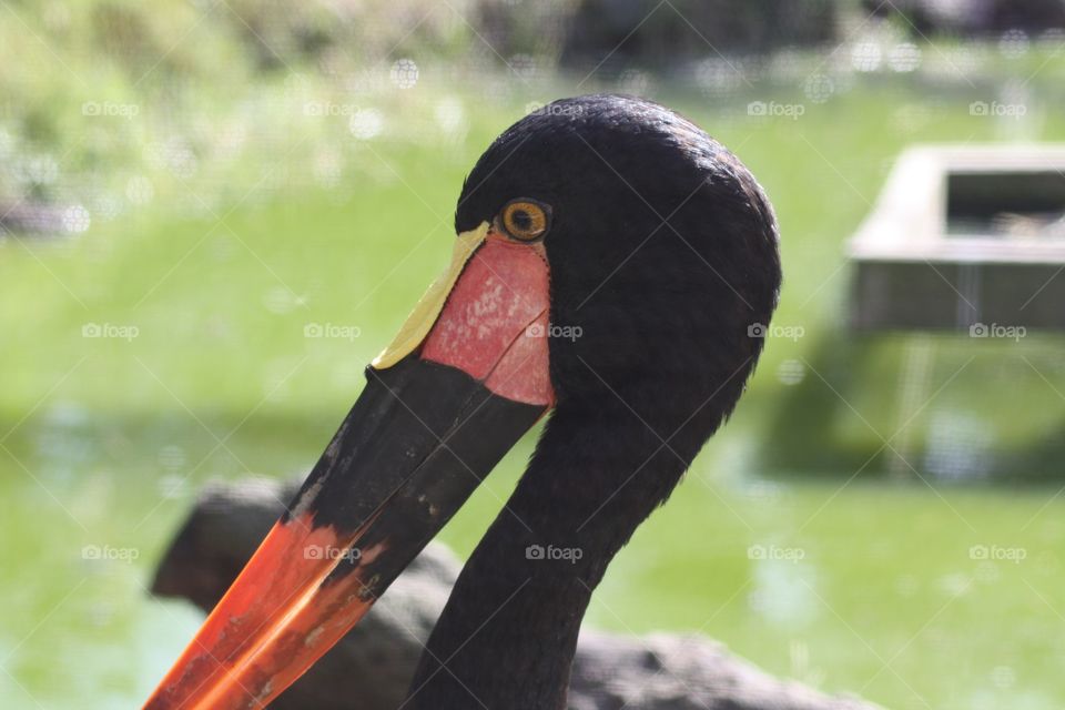 Close up of a large bird