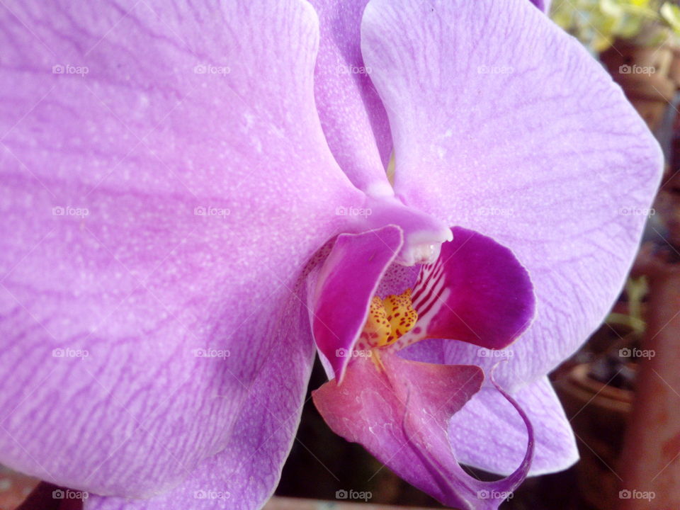 Close-up of Orchid