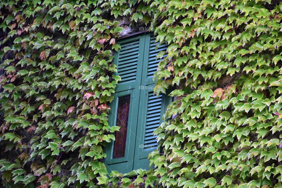 Green window 