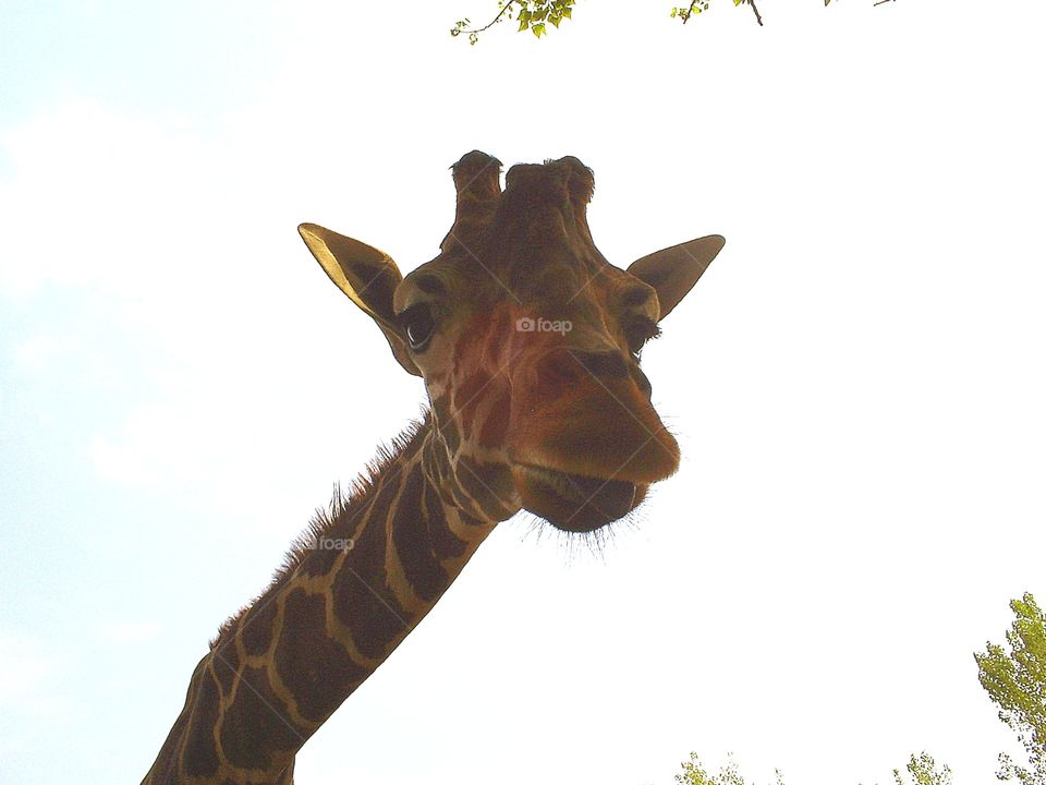 Cute giraffe