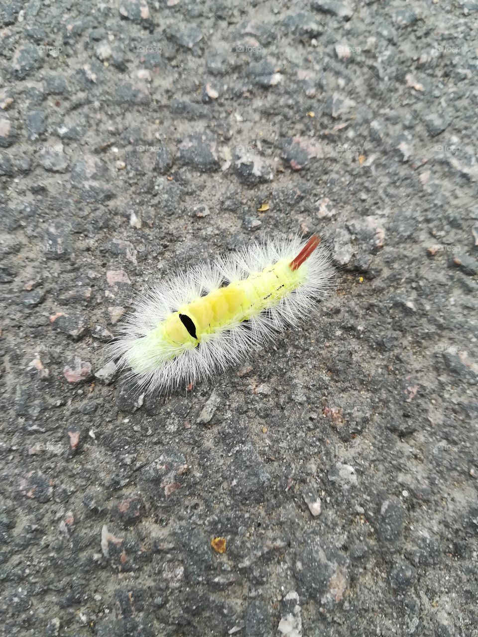 Tiny little caterpillar across the road
