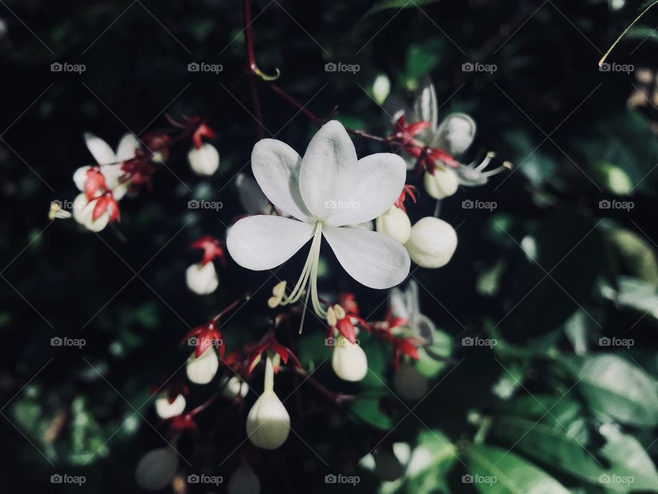 Small size and lovely flowers was found in the garden